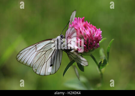 Schwarz geäderten weißen (Aporia Crataegi) Schmetterlinge auf einer Klee-Blume Stockfoto