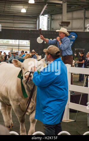 Viehversteigerung auf der Royal Melbourne Show Stockfoto