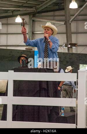 Viehversteigerung auf der Royal Melbourne Show Stockfoto