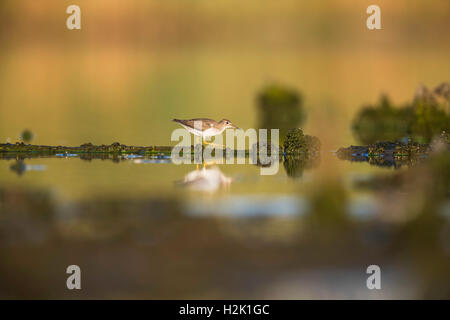 Spotted Sandpiper stalking eine Beute an der Jamaica Bay Wildlife Refuge, Queens, New York Stockfoto