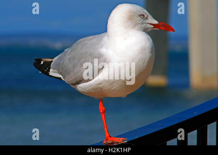 Seagulll auf der Schiene auf San Remo Philip Island Victoria Australien Stockfoto