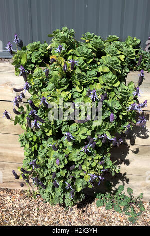 Definitionen Plectranthus Caninus, Colues Canina wächst in der Nähe von Stützmauer Stockfoto