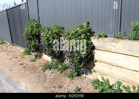 Definitionen Plectranthus Caninus, Colues Canina wächst in der Nähe von Metallzaun und Stützmauer Stockfoto