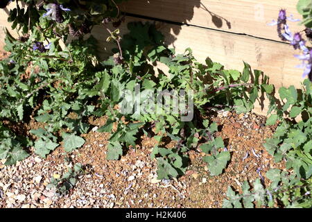 Sonchus Oleraceus oder auch bekannt als Sow Thistle Stockfoto