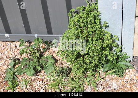 Kleinliche Wolfsmilch oder bekannt als Euphorbia Peplus eines gemeinsamen australische Unkraut Stockfoto