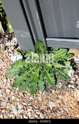 Gesund suchen Löwenzahn wächst wild in der Nähe von Metall-Zaun Stockfoto