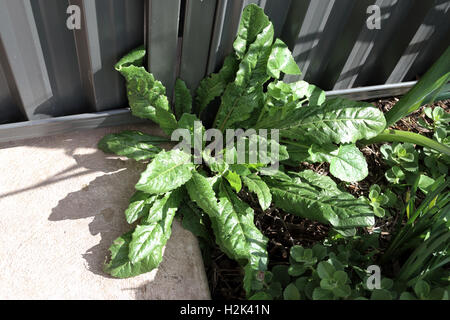 Gesund Löwenzahn wächst wild in der Nähe der Betonweg und Metallzaun suchen Stockfoto