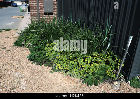 Vielzahl von Pflanzen wie Lomandra Grass, Definitionen und Löwenzahn wächst in der Nähe der Hinterhof Stockfoto