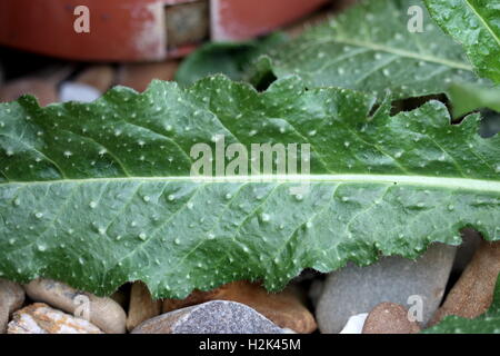 Nahaufnahme von Hypochaeris Radicata oder auch bekannt als grobe Katze Ohr Blatt Stockfoto