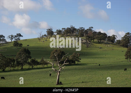 Ein grün Bauern Feld mit Bäumen und schwarzen Kühe weiden, mit einem Hügel in der Ferne. Stockfoto