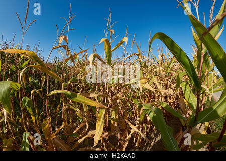 Gelbe Maispflanzen mit blauem Himmel im Herbst Stockfoto