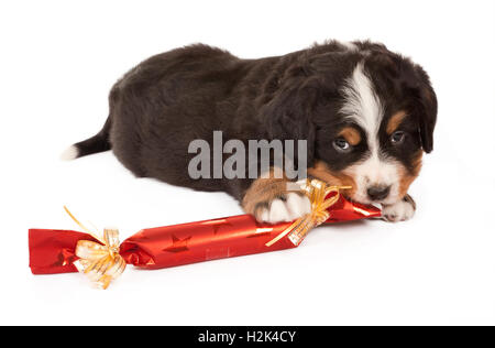 Berner Sennenhund Welpe spielt mit einem Weihnachtsgeschenk Stockfoto