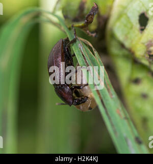 Schwarze Schnecke Käfer (Silpha Atrata) braune Form mit Beute. Insekten in der Familie Silphidae, ernähren sich von kleinen Schnecke auf Rasen Stockfoto