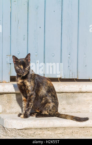 Katze in Mykonos Griechenland Stockfoto