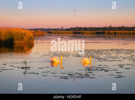 Schwäne am Federsee See im Morgenlicht, Höckerschwan (Cygnus Olor), Federsee See moor in der Nähe von Bad Buchau, Oberschwaben, Swabia Stockfoto