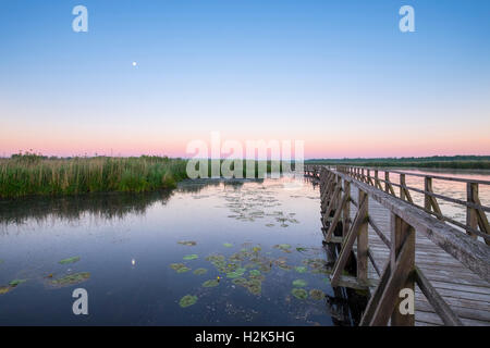 Federsee-Steg im Morgenlicht, Federsee See moor in der Nähe von Bad Buchau, Oberschwaben, Swabia, Baden-Württemberg, Deutschland Stockfoto