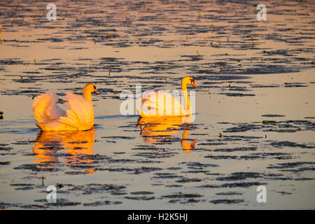 Schwäne am Federsee See im Morgenlicht, Höckerschwan (Cygnus Olor), Federsee See moor in der Nähe von Bad Buchau, Oberschwaben, Swabia Stockfoto