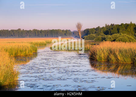 Wasserstraße im Morgenlicht, Federsee See moor in der Nähe von Bad Buchau, Oberschwaben, Swabia, Baden-Württemberg, Deutschland Stockfoto