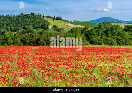 Typische grüne toskanische Landschaft im Val d ' Orcia mit Hügel, Bäume, rote Mohnblumen und blau, bewölkten Himmel, San Giovanni d ' Asso Stockfoto