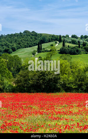 Typische grüne toskanische Landschaft im Val d ' Orcia mit Hügel, Bäume, rote Mohnblumen und blau, bewölkten Himmel, San Giovanni d ' Asso Stockfoto