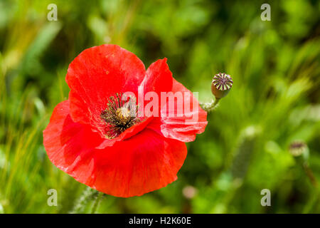 Blüte der roten Mohnblumen in Val d ' Orcia, San Giovanni d ' Asso, Toskana, Italien Stockfoto