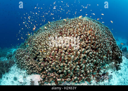 Untiefe Anthias (Pseudanthias SP.) schwimmen über Kuppel Coral (Porites Nodifera), Wakatobi Insel Indonesieren Archipel Stockfoto