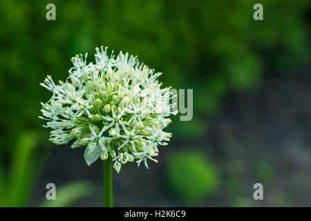 Allium giganteum weiße Blume im Garten auf Grün verschwommenen Hintergrund Stockfoto