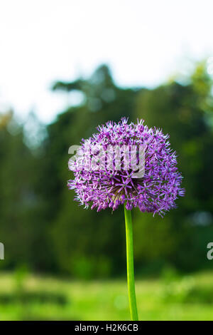 Allium giganteum violette Blume im Garten auf Grün verschwommenen Hintergrund Stockfoto