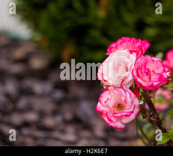 Kleine rosa Strauchrosen Stockfoto
