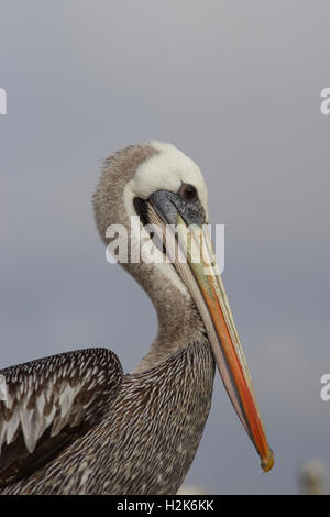 Porträt von einem peruanischen Pelikan (Pelecanus Thagus) Stockfoto