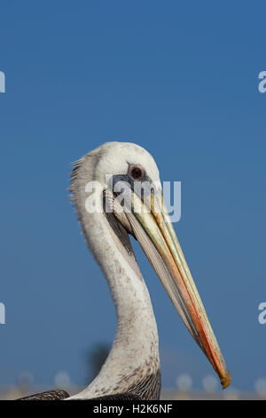 Porträt von einem peruanischen Pelikan (Pelecanus Thagus) Stockfoto