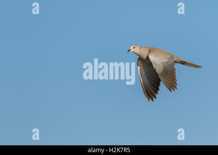 Einzelne Collared Taube Streptopelia Decaocto im Flug gegen blauen Himmel Stockfoto