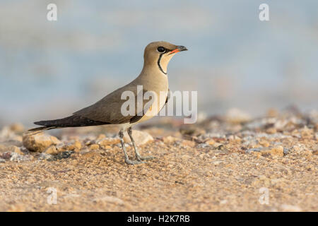 Einzelne Collared Brachschwalbe Glareola Pratincola ruht auf Erden Eilat, Israel Stockfoto