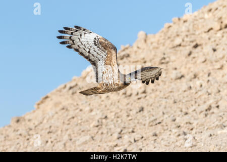 Hybrid-Honig x Crested Honig-Bussard Pernis Apivorus X ptiloryhnchus im Flug über Migration gegen Berge von Eilat, Israel Stockfoto