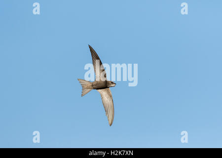 Pallid Swift Apus Pallidus im Flug gegen blauen Himmel mit Mund offen über ein Insekt, Eilat, Israel zu fangen Stockfoto