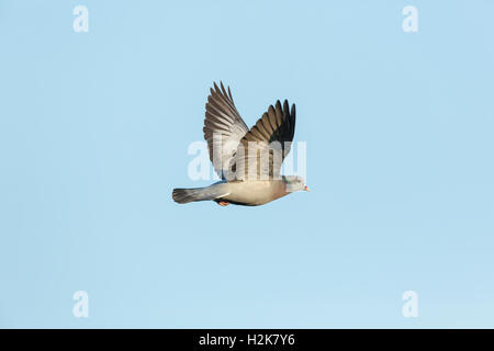 Einzelne männliche Hohltaube Columba Oenas im Flug gegen blauen Himmel Stockfoto