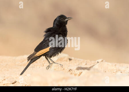 Männliche Tristram Starling Onychognathus Tristramii thront auf Felsen gegen Gebirgshintergrund Stockfoto