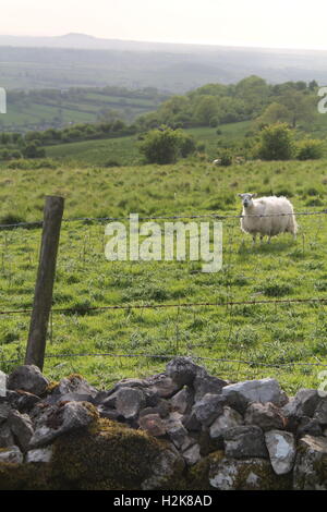 Ein Schaf in einem grünen Feld hinter einer grauen, steinerne Mauer und einem Stacheldraht Stockfoto