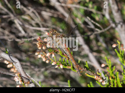 Weibliche ruddy Darter Libelle (Sympetrum Sanguineum) thront auf Heather in Surrey, England Stockfoto