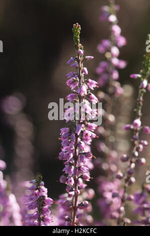 Nahaufnahme von rosa Blüten von Ling Heidekraut (Calluna Vulgaris) in Surrey, England Stockfoto