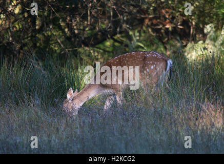 Damwild (Dama Dama) im New Forest National Park in Hampshire, England Stockfoto