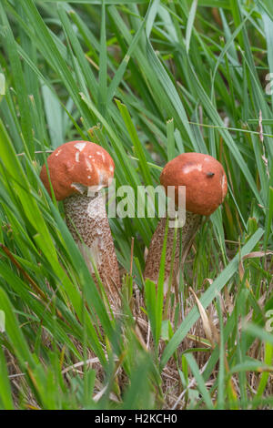 Red-capped scaber Stiel Fliegenpilz (Leccinum aurantiacum) in England Großbritannien Stockfoto