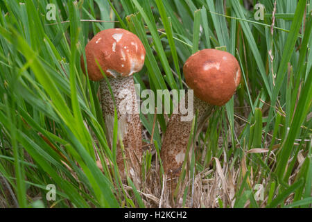 Red-capped scaber Stiel Fliegenpilz (Leccinum aurantiacum) in England, Großbritannien Stockfoto