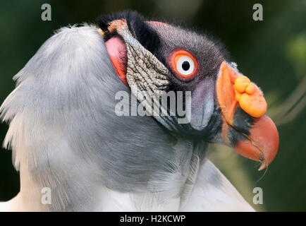 Reifen männlichen südamerikanischen König Geier (Sarcoramphus Papa) Stockfoto