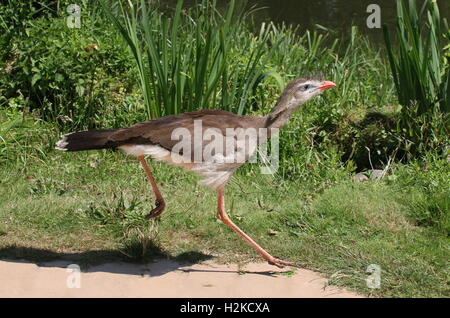 Schnell laufende rotbeinige Seriema oder crested Cariama (Cariama Cristata) Stockfoto