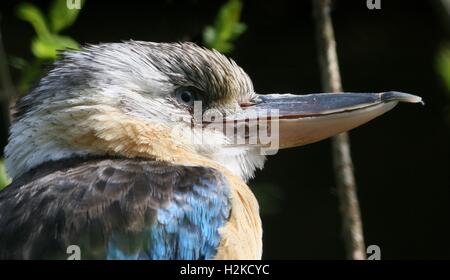 Männliche Australasian Blue winged Kookaburra (Dacelo Leachii) Eisvogel in Nahaufnahme Stockfoto