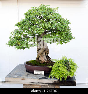 80 Jahre alten Acer Buergerianum im Marbella Bonsai Museum. Málaga Provinz, Andalusien, Spanien Stockfoto