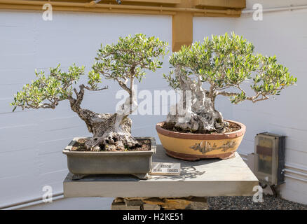 200 Jahre alten Olive Bonsai-Baum. Marbella-Bonsai-Museum. Málaga Provinz, Andalusien, Spanien Stockfoto