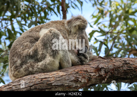 Australian Koala Bär schlafen in einem Baum auf Magnetic Island, Queensland, Australien Stockfoto