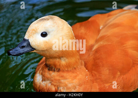 Ruddy Brandgans Portrait Vögel, Enten, die im Garten Leben Stockfoto